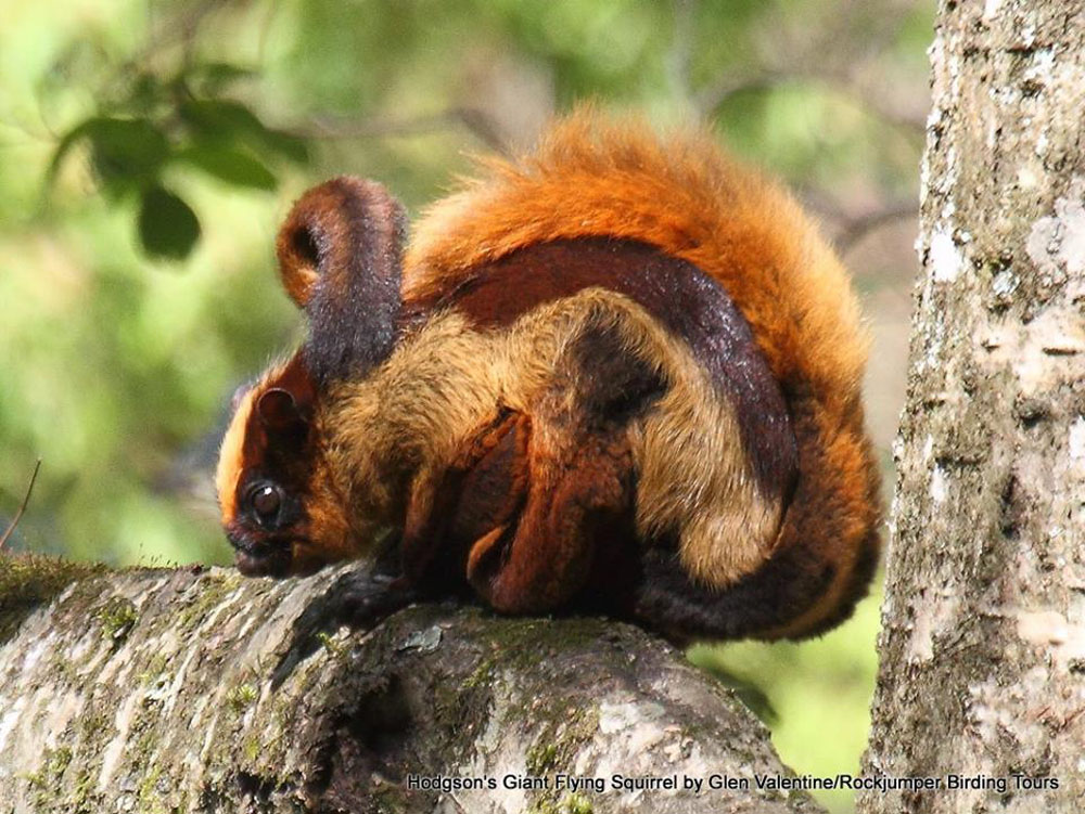 Di Hodgson Giant Flying Squirrel by Glen Valentine
