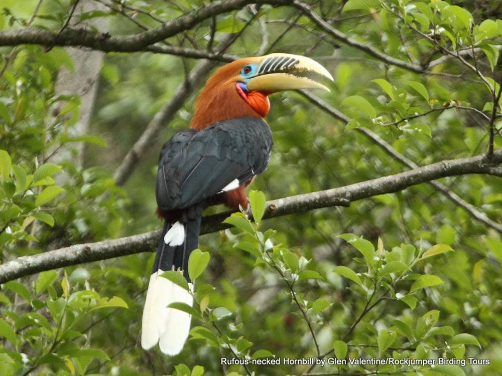Hornbill Rufous-collo da Glen Valentine