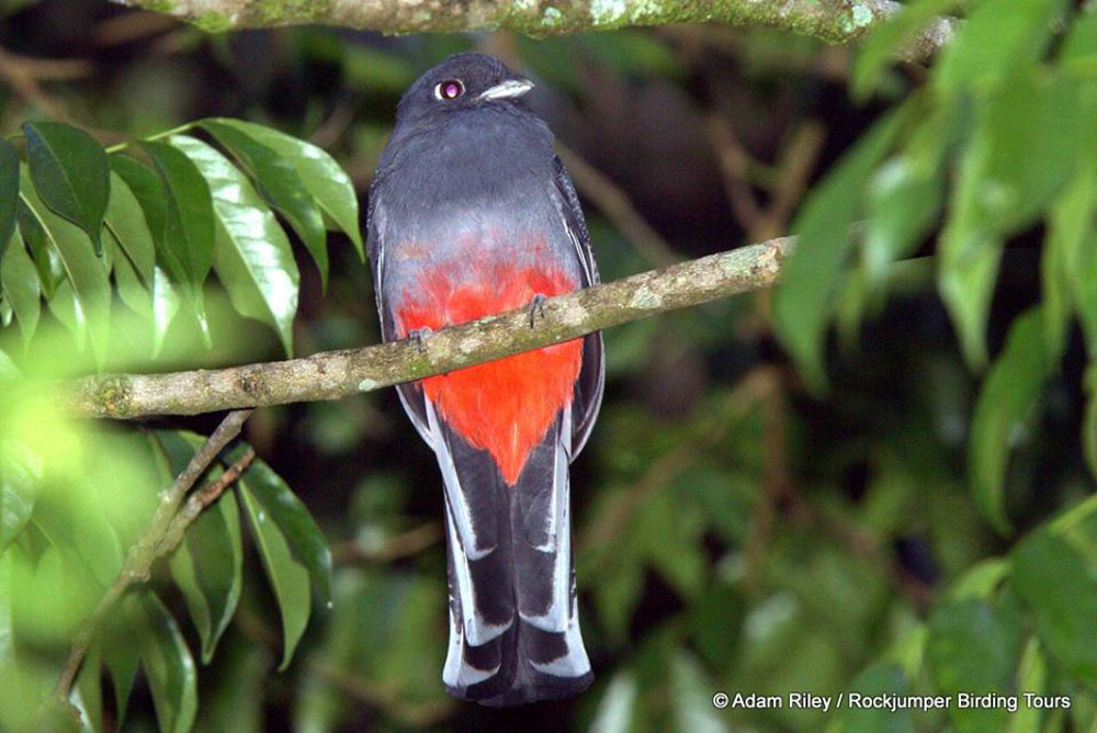 Surucua Trogon da Adam Riley