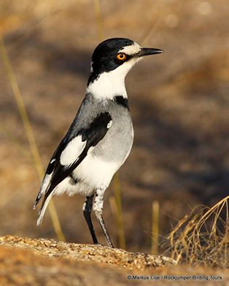 Bianco-munito Shrike di Markus Lilje