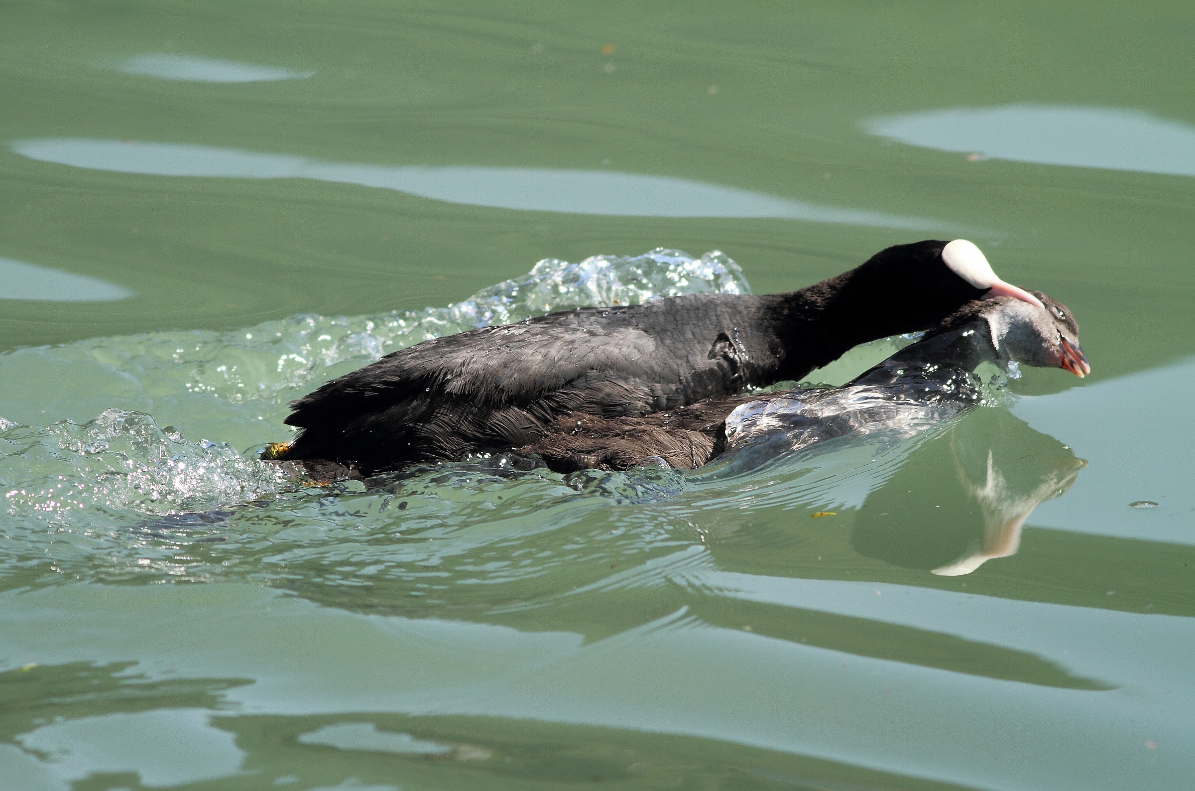 so do not obey their parents -pullo of folaga-