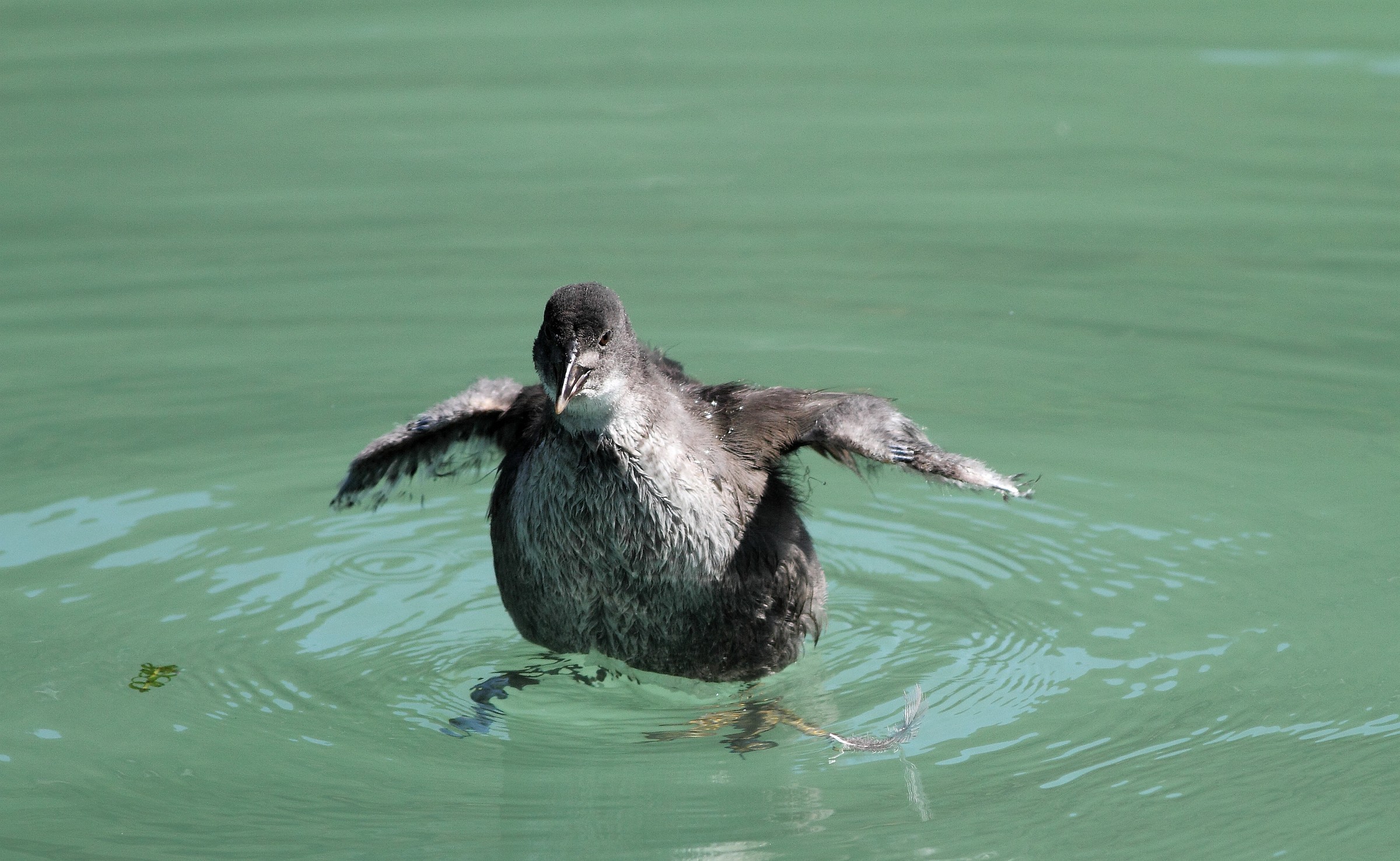 young baldanzoso- pullo of folaga-