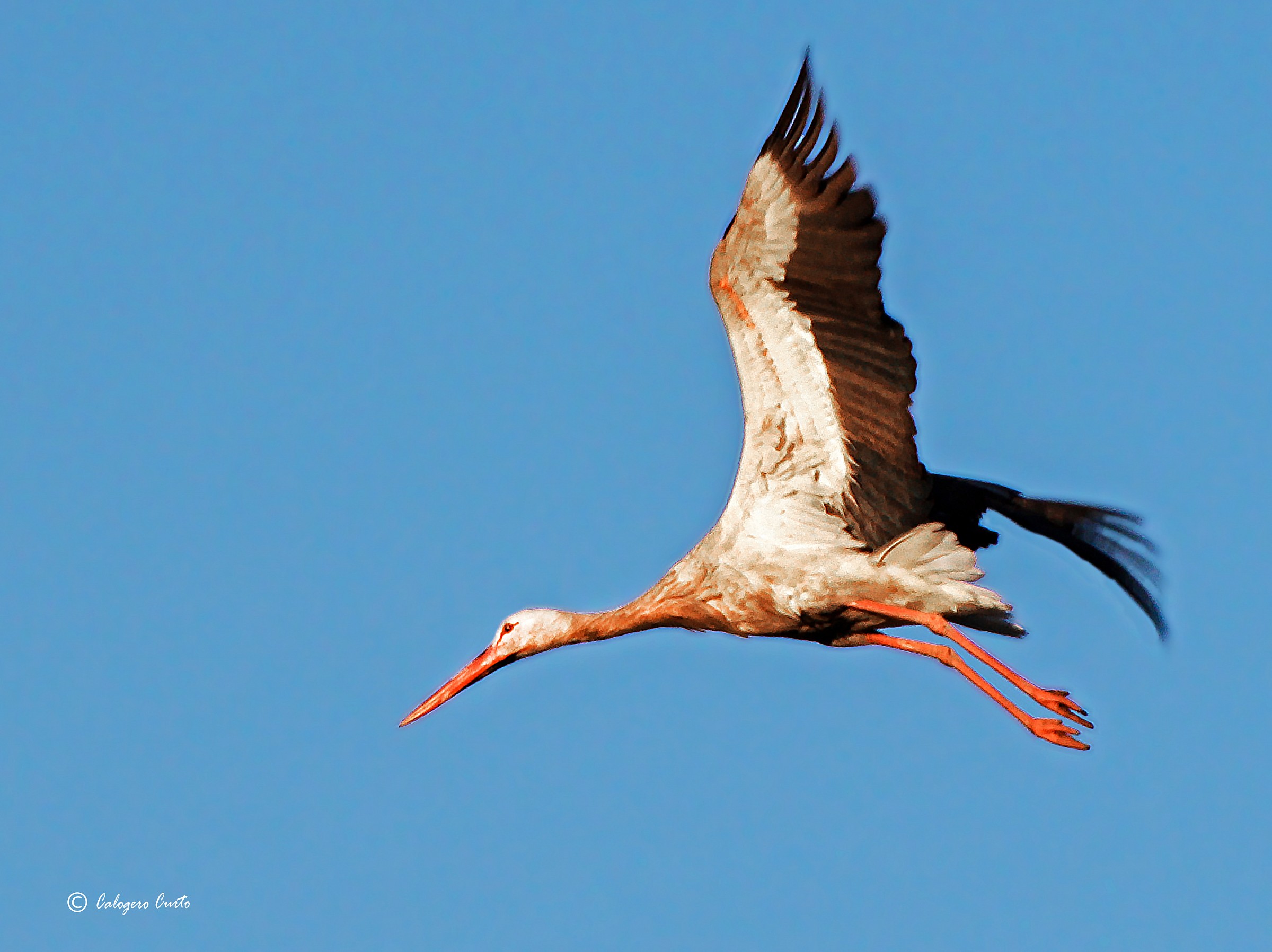 Stork in flight