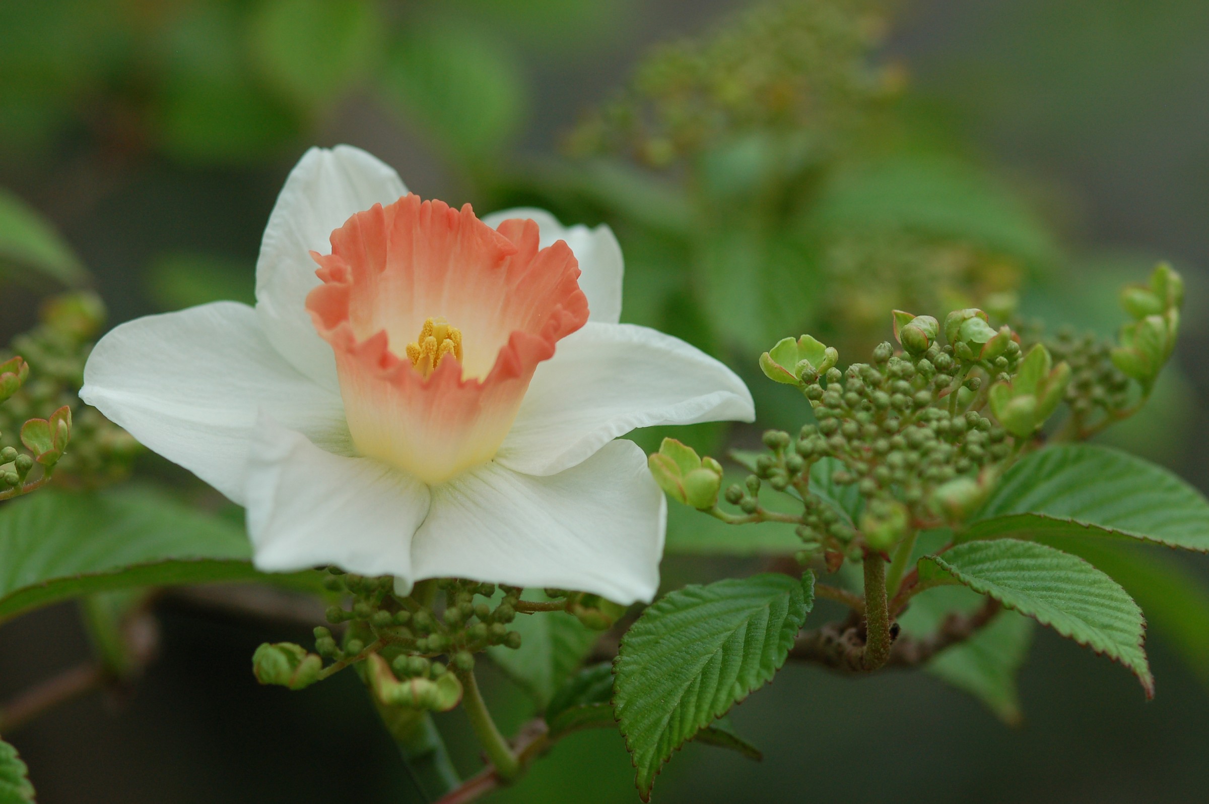 The narcissus pink el 'hydrangea