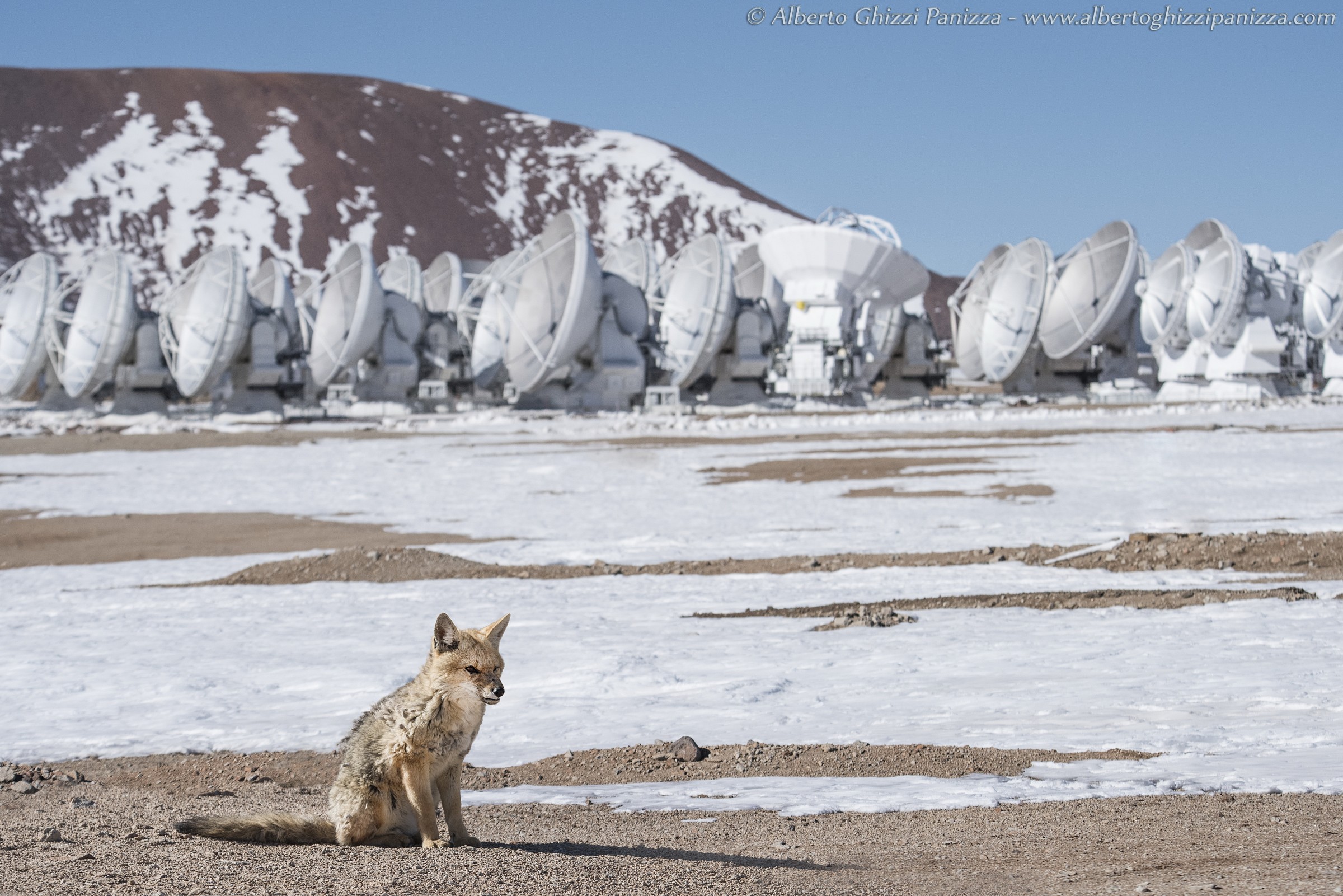 Il guardiano di alma