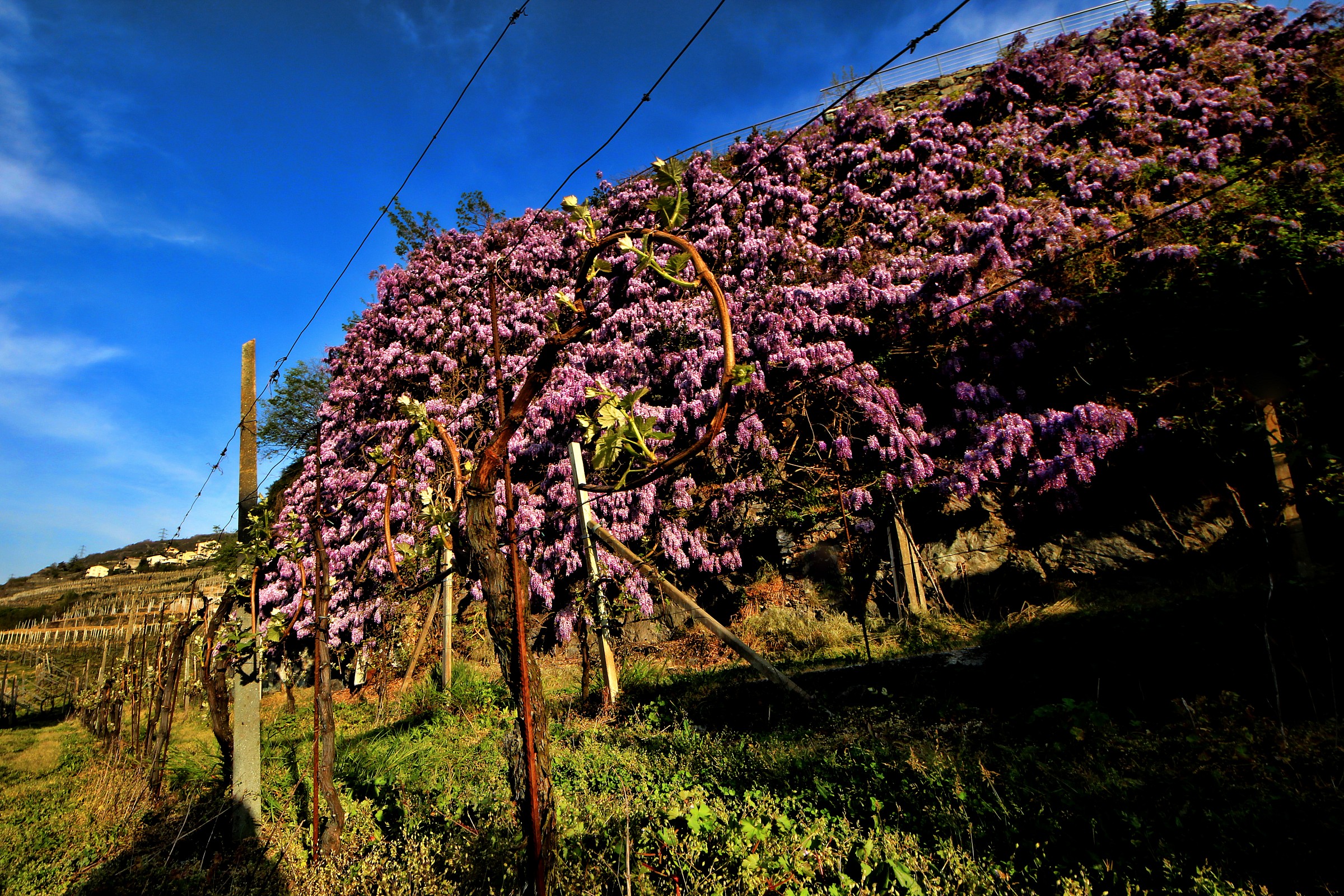 montagna di glicine