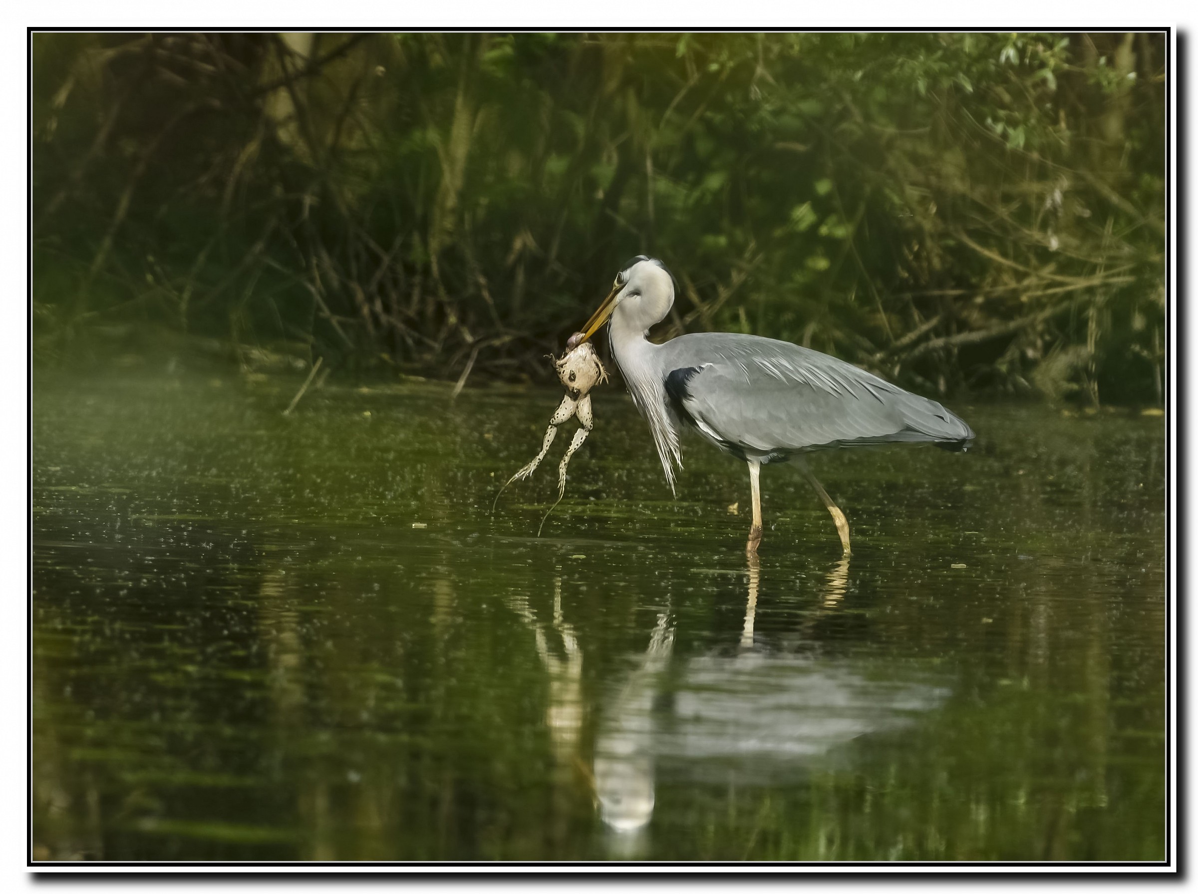 Grey Heron