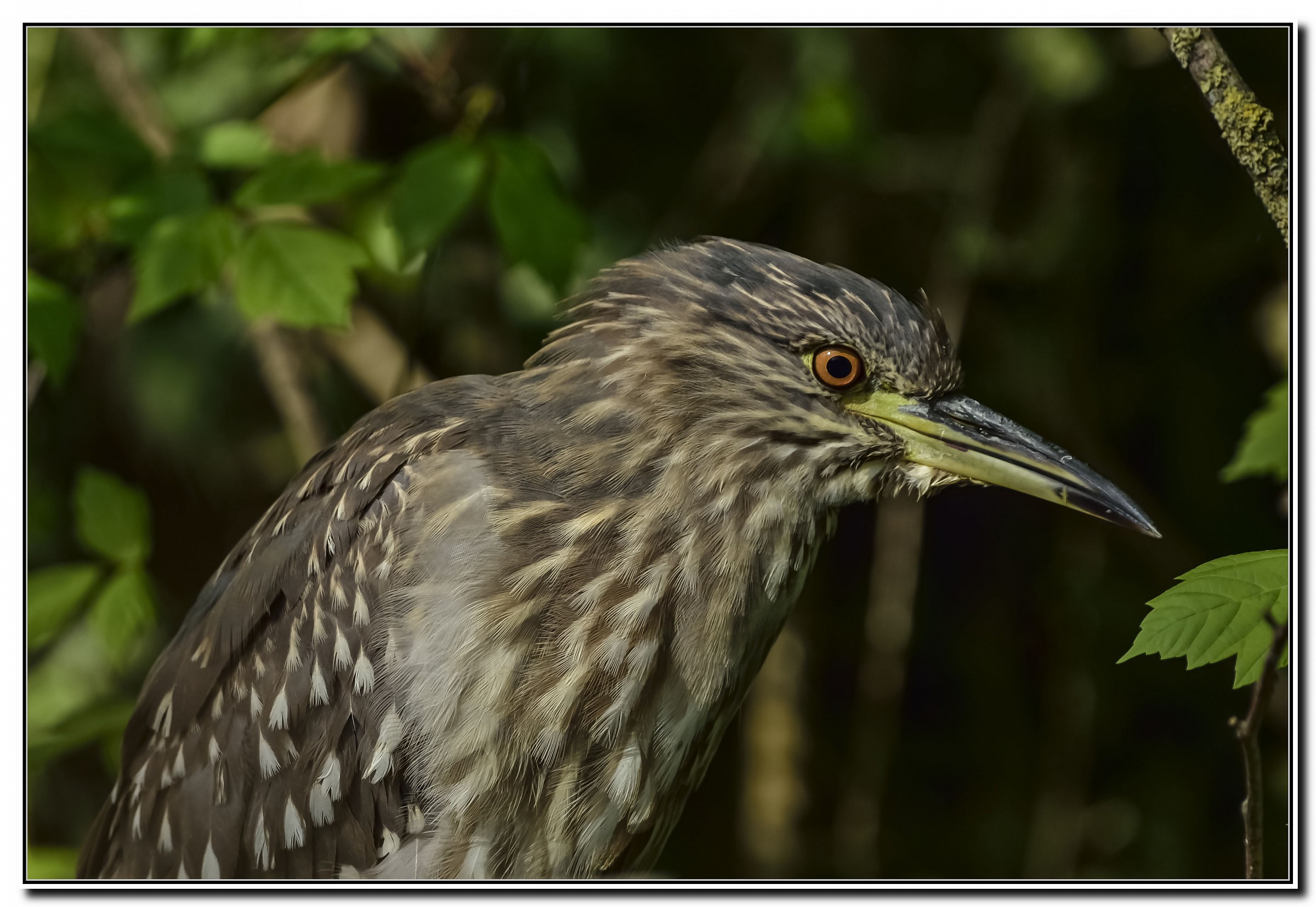 Night Heron