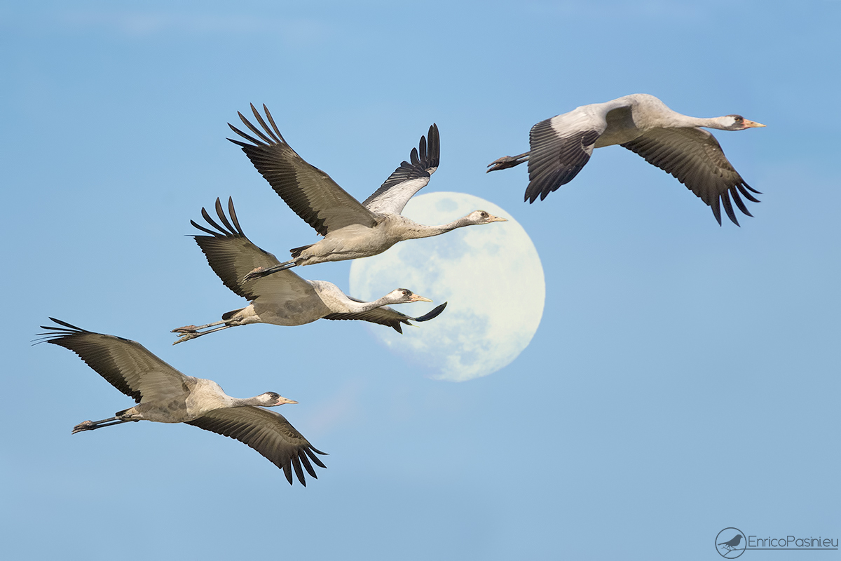 The cranes and the moon