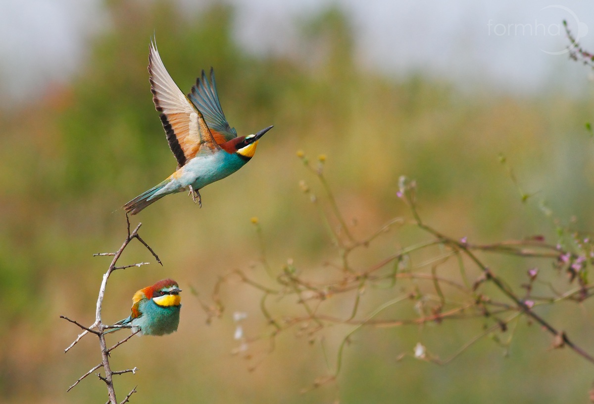 Proiezioni ortogonali