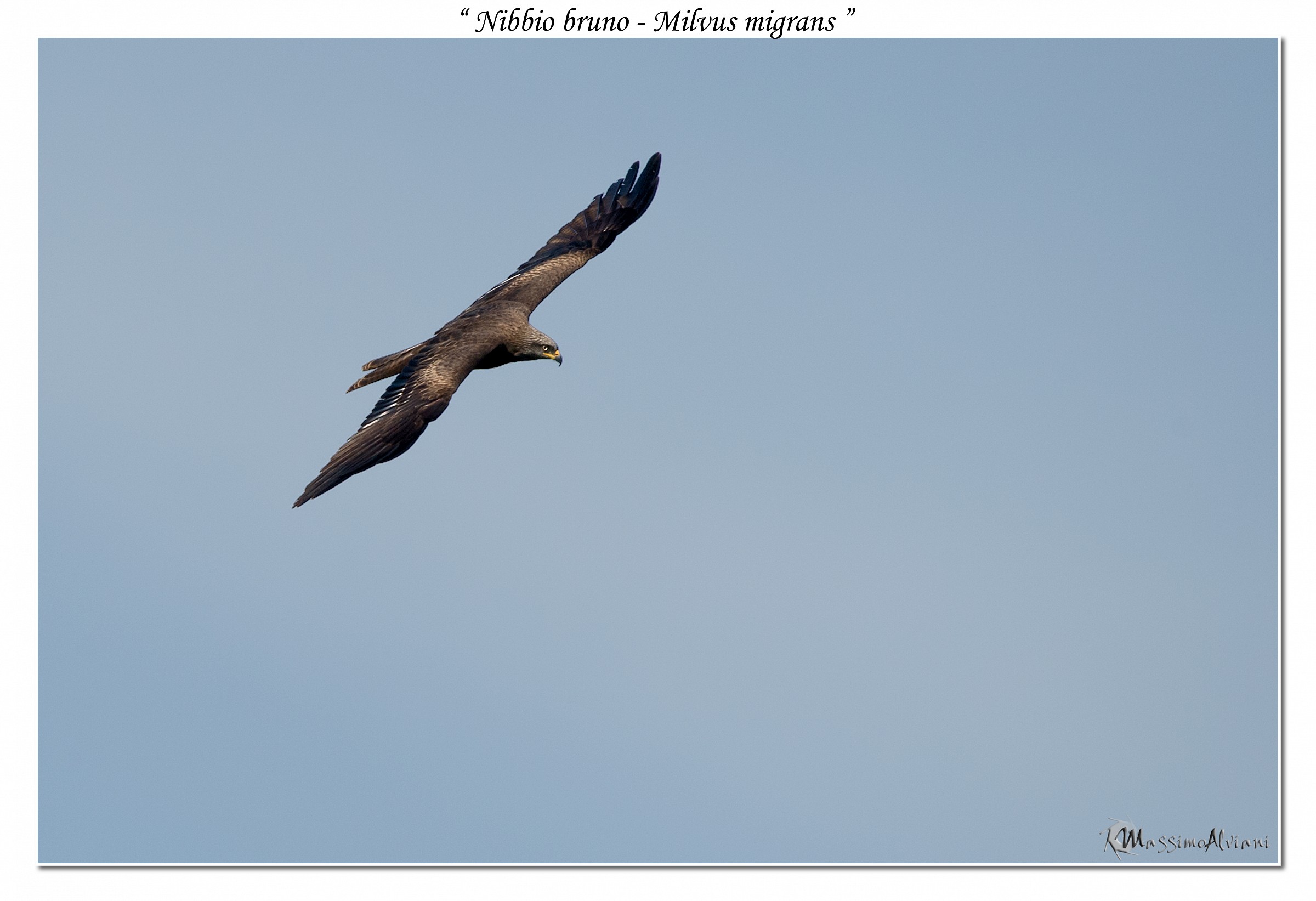 Nibbio bruno - Milvus migrans