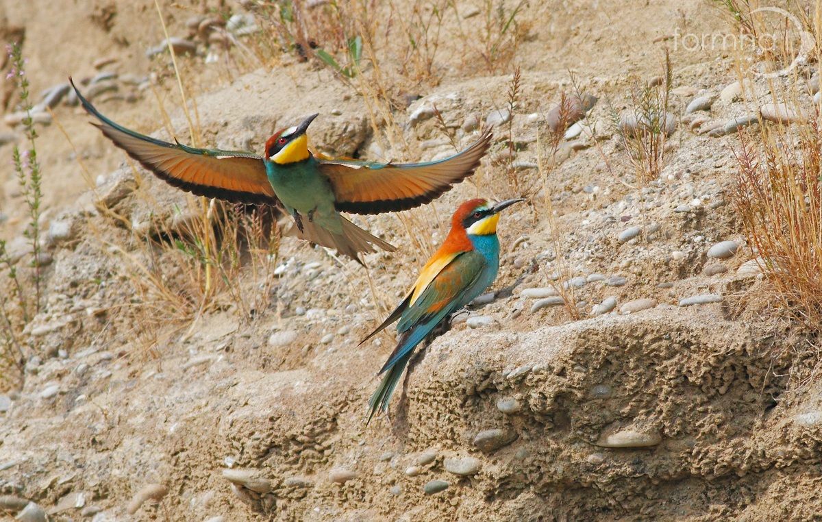 Chi viene e chi va...