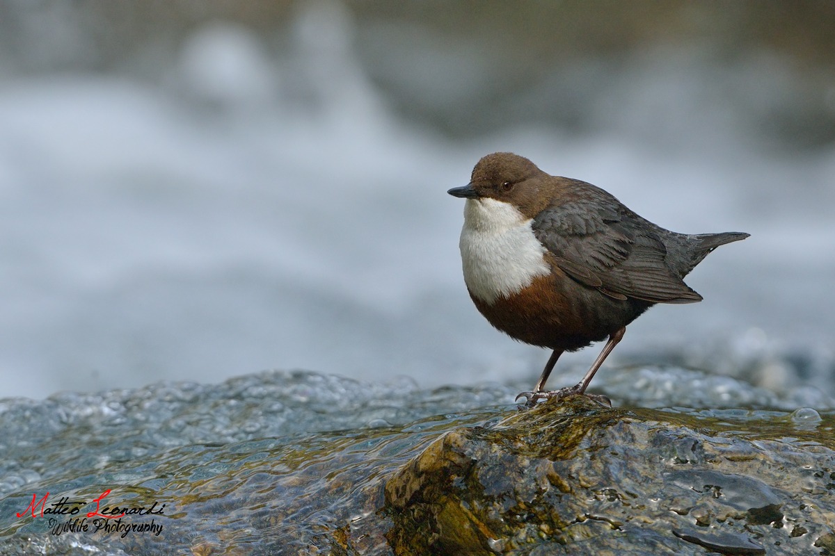 Dipper