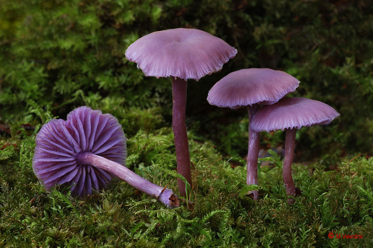 Amethyst Deceiver - Laccaria amethystina