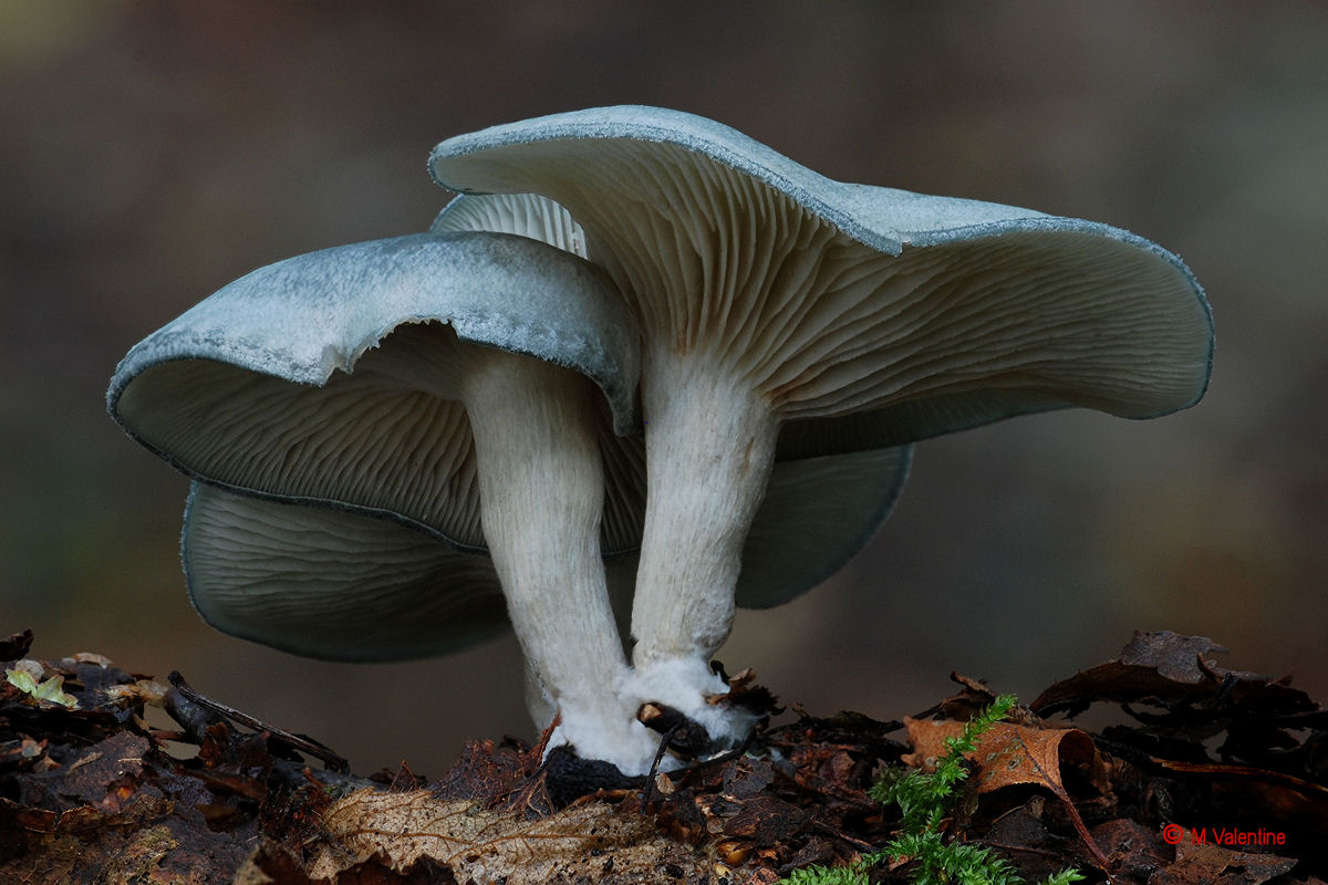 Aniseed Funnel - Clitocybe odora