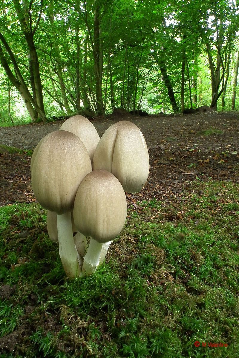 Inkcap comune - Coprinopsis atramentaria