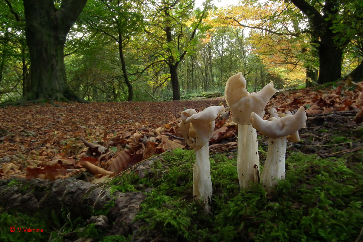White Saddle - Helvella crispa