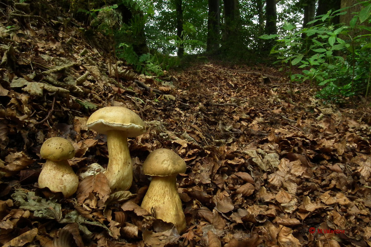 Bolete Bitter - Tylopilus felleus