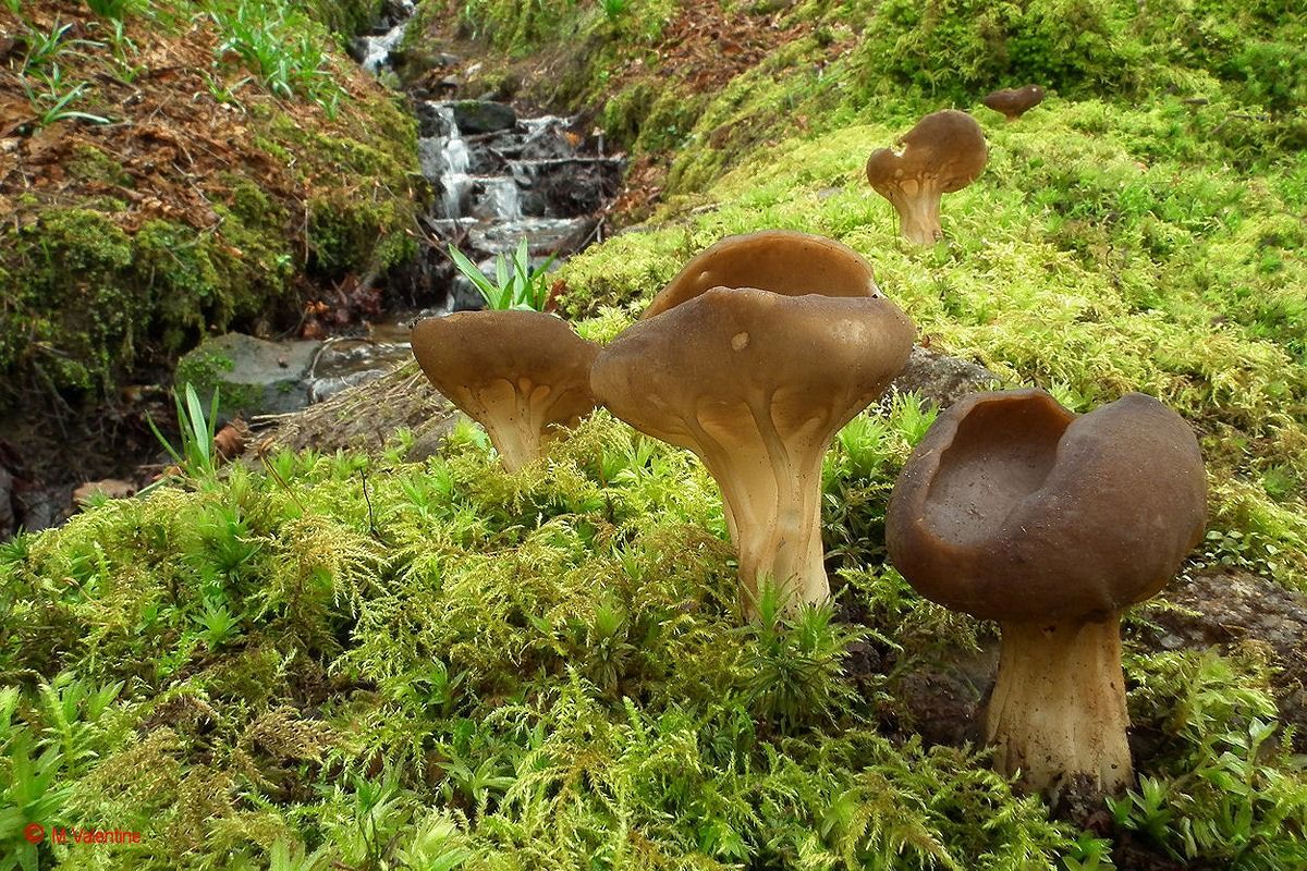 Aceto Cup - Helvella dell'acetabolo