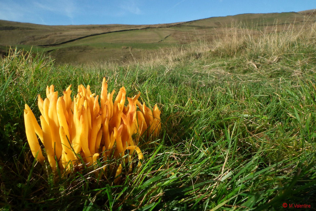 Mandrini Golden - fusiformis Clavulinopsis