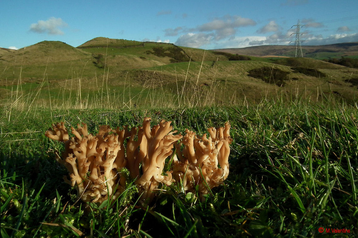 Beige Coral - Clavulinopsis umbrinella