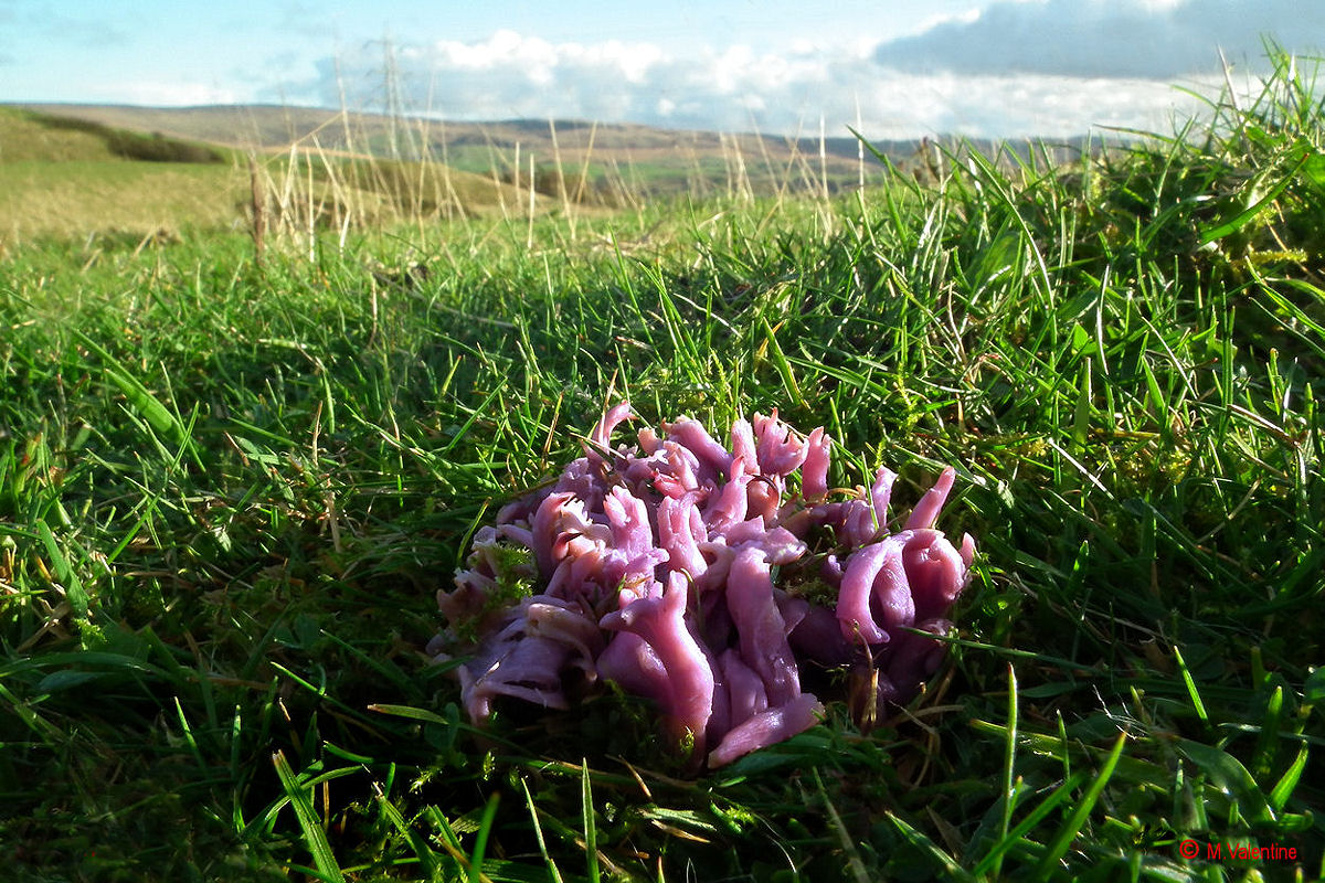 Violet Coral - Clavaria zollingeri