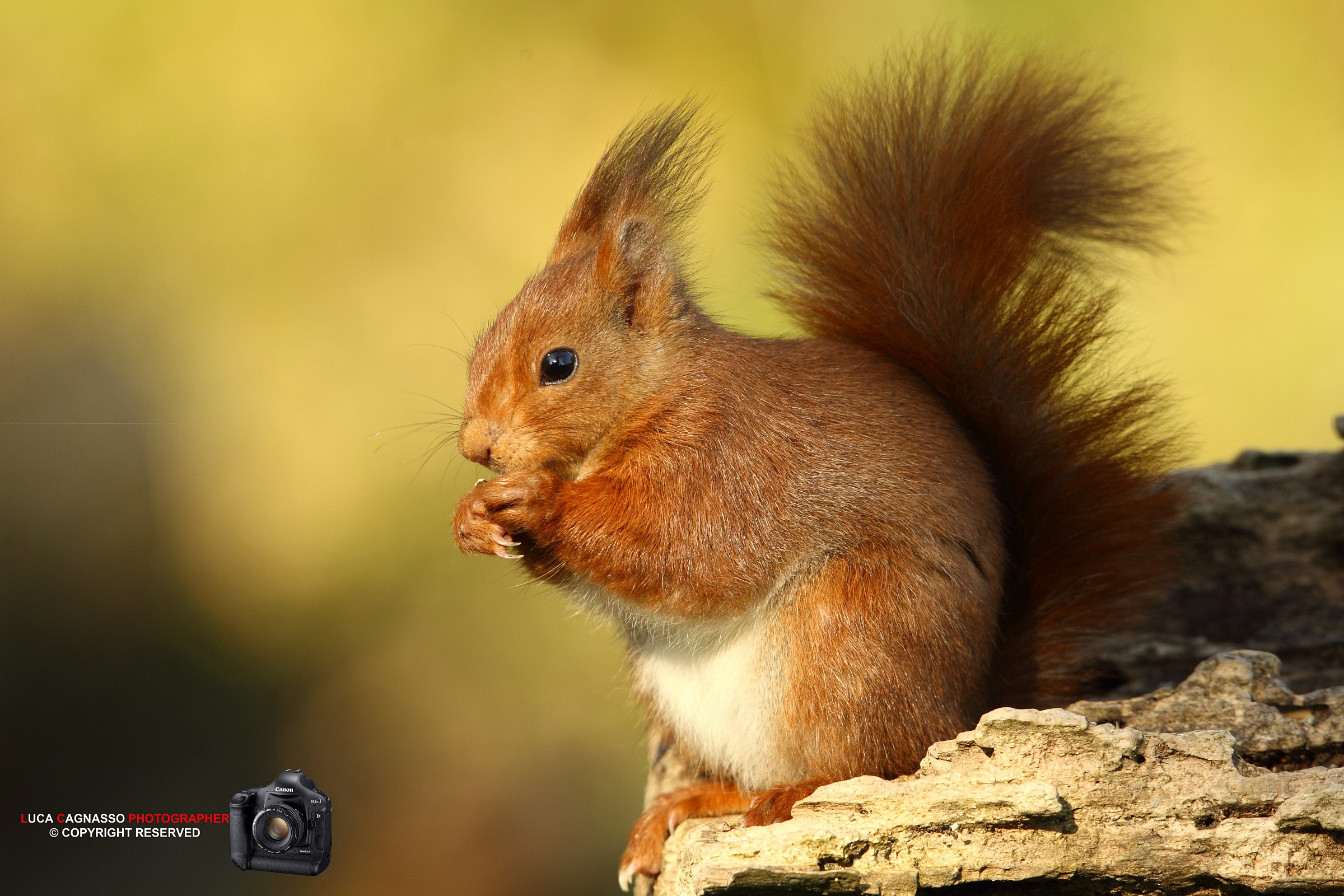 Red Squirrel 1