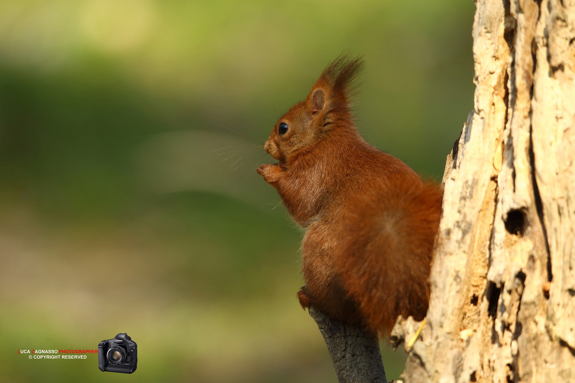 Red Squirrel 2
