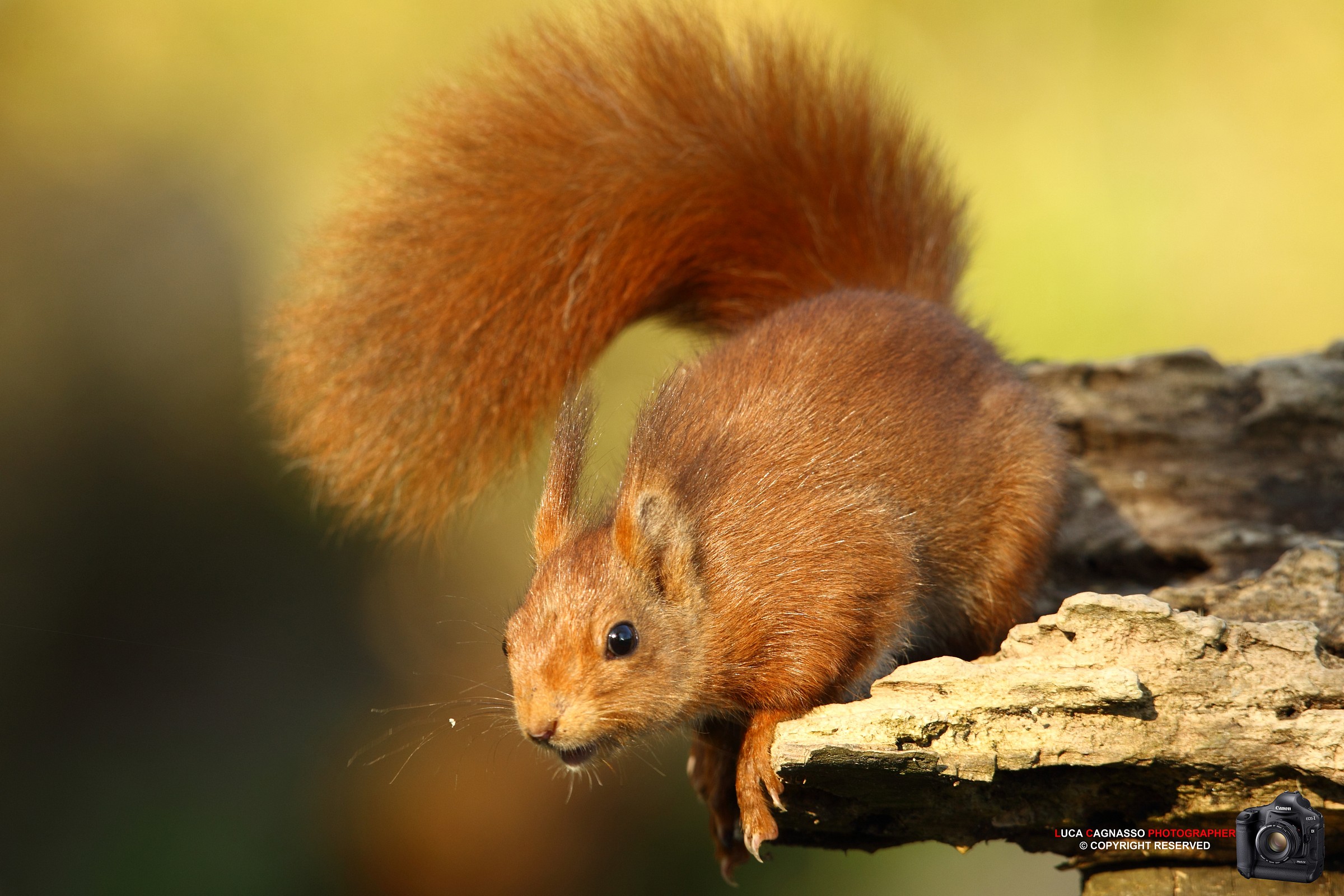 Red Squirrel 3
