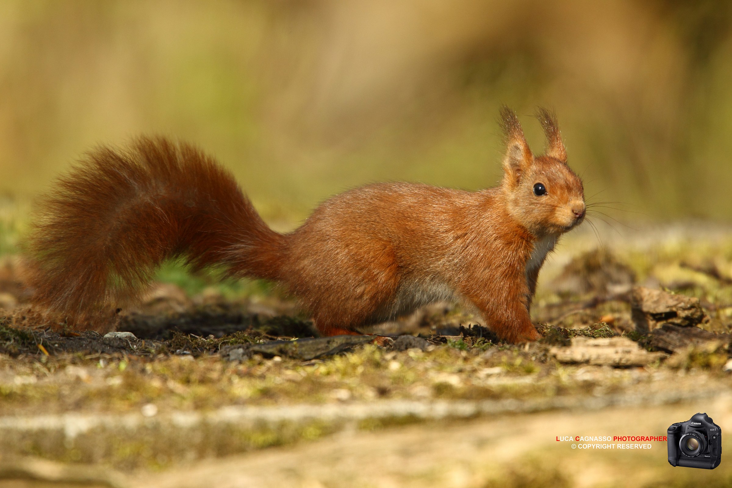 Red Squirrel 4