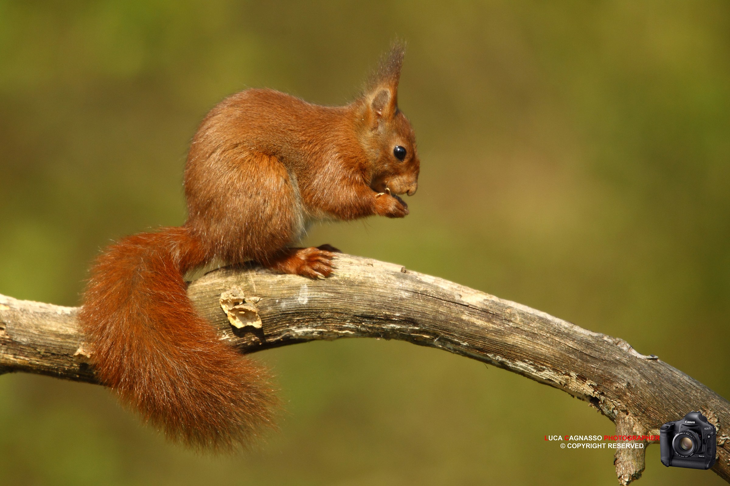 Red Squirrel 5