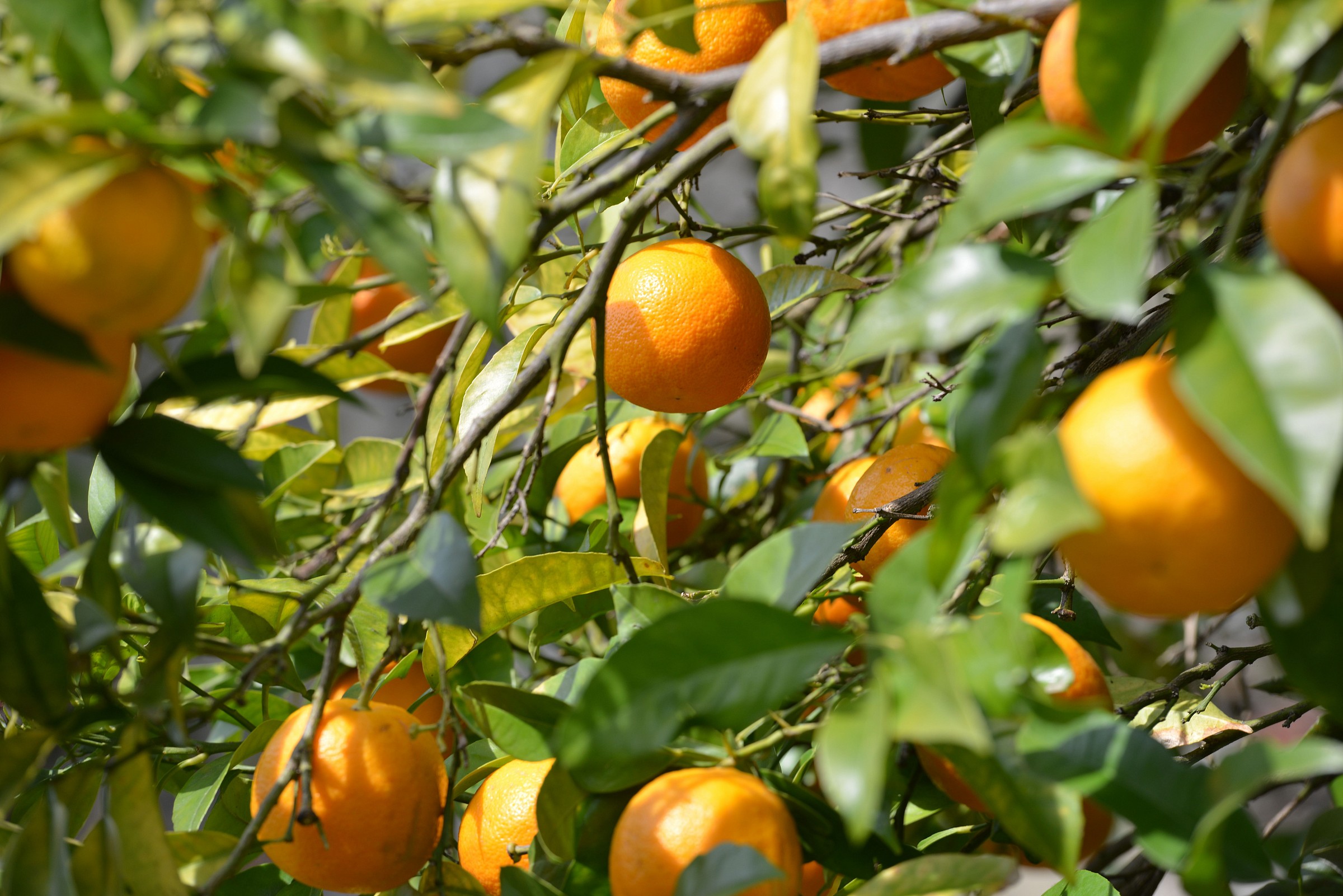 color color.... arancio