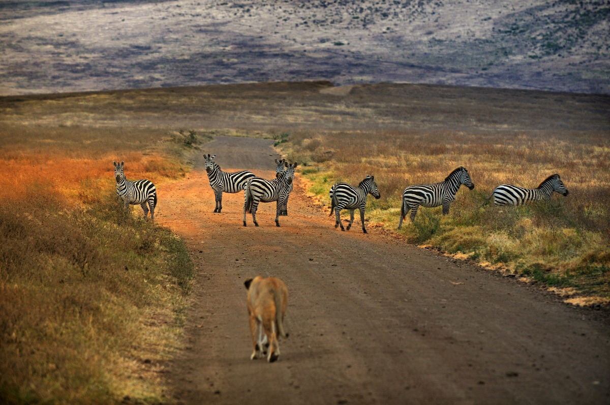 Traffic in Ngorongoro