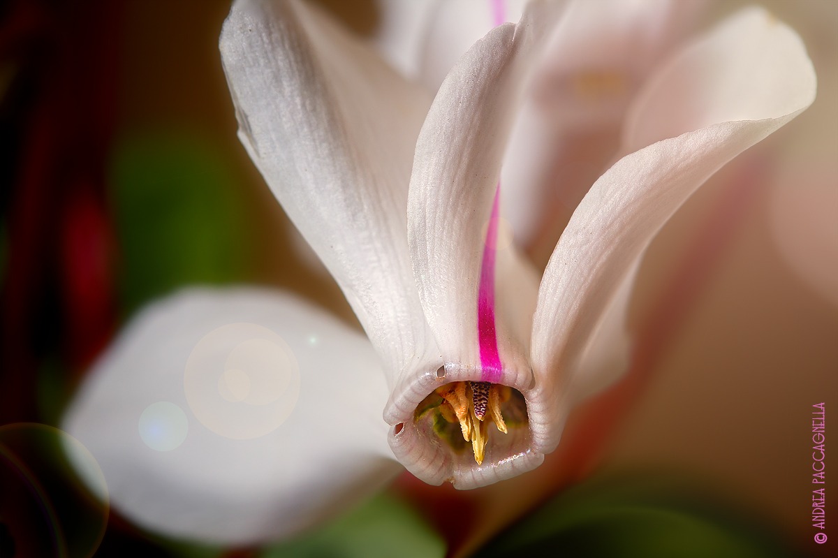 ..spring has arrived ..