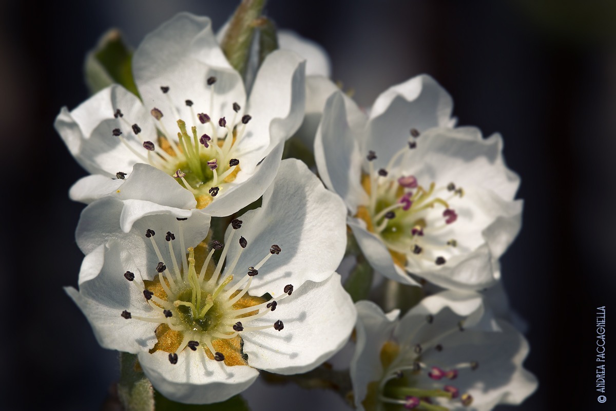 Pear blossoms