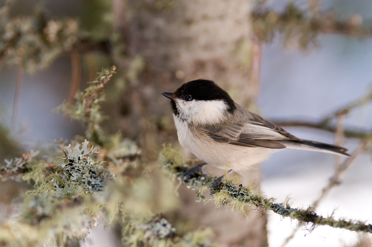 Cincia bigia alpestre