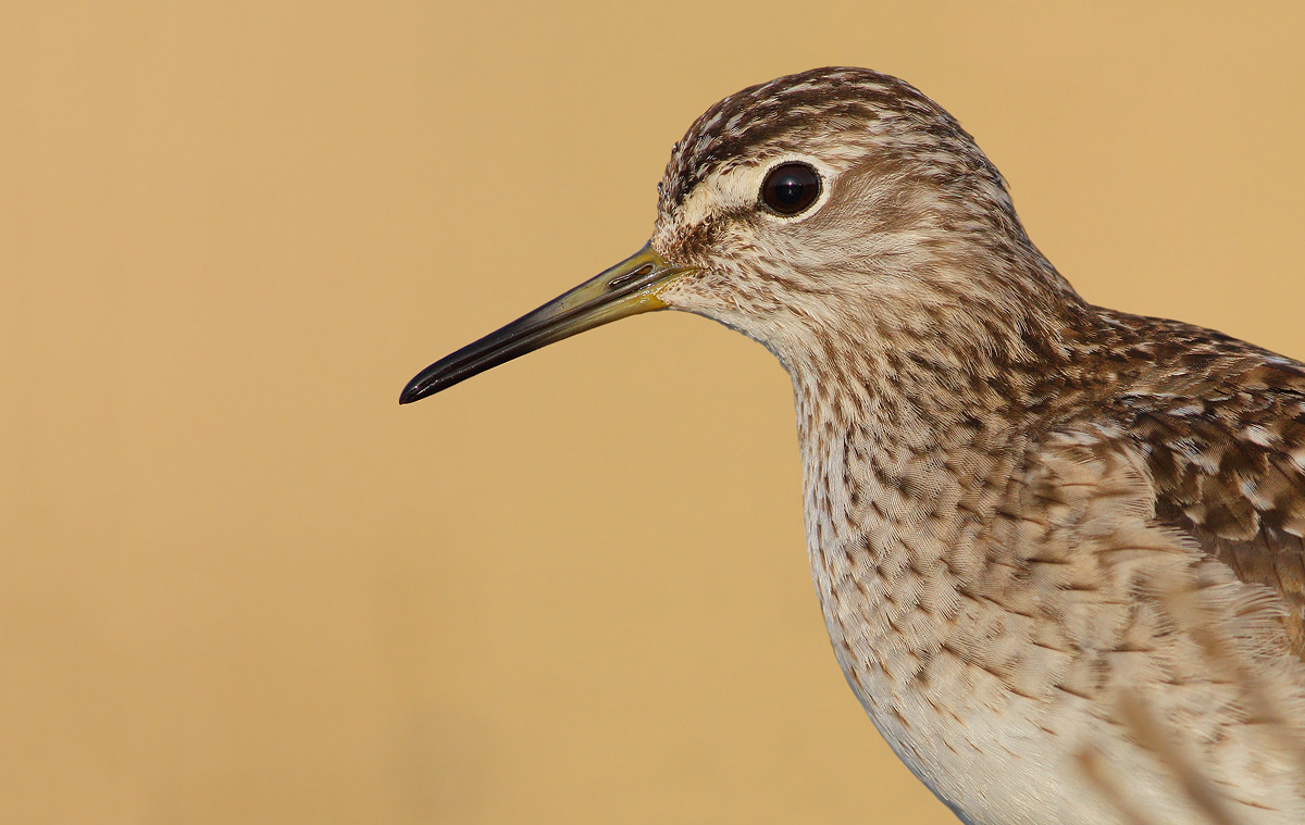 sandpiper boschereccio