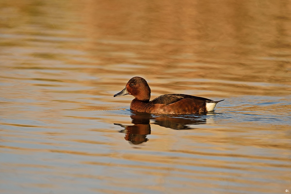 Ferruginous Duck (female)