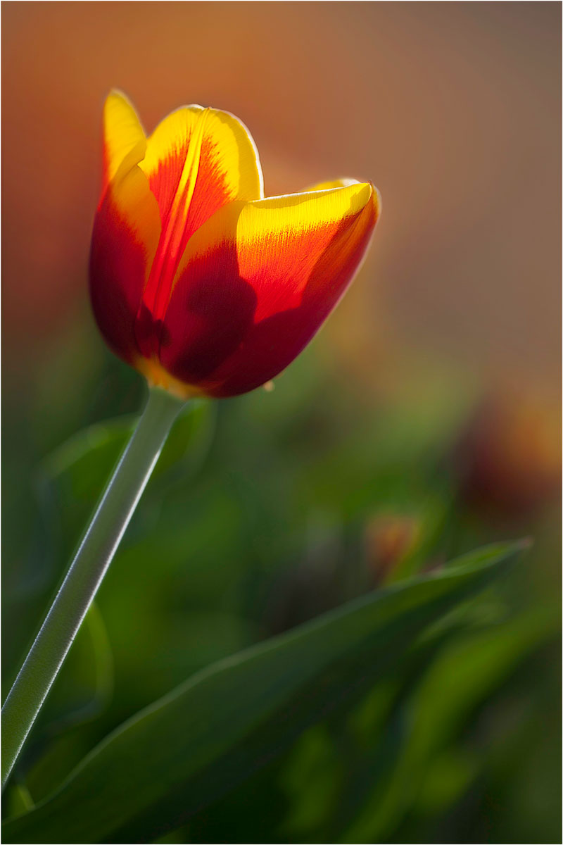 Tulipa