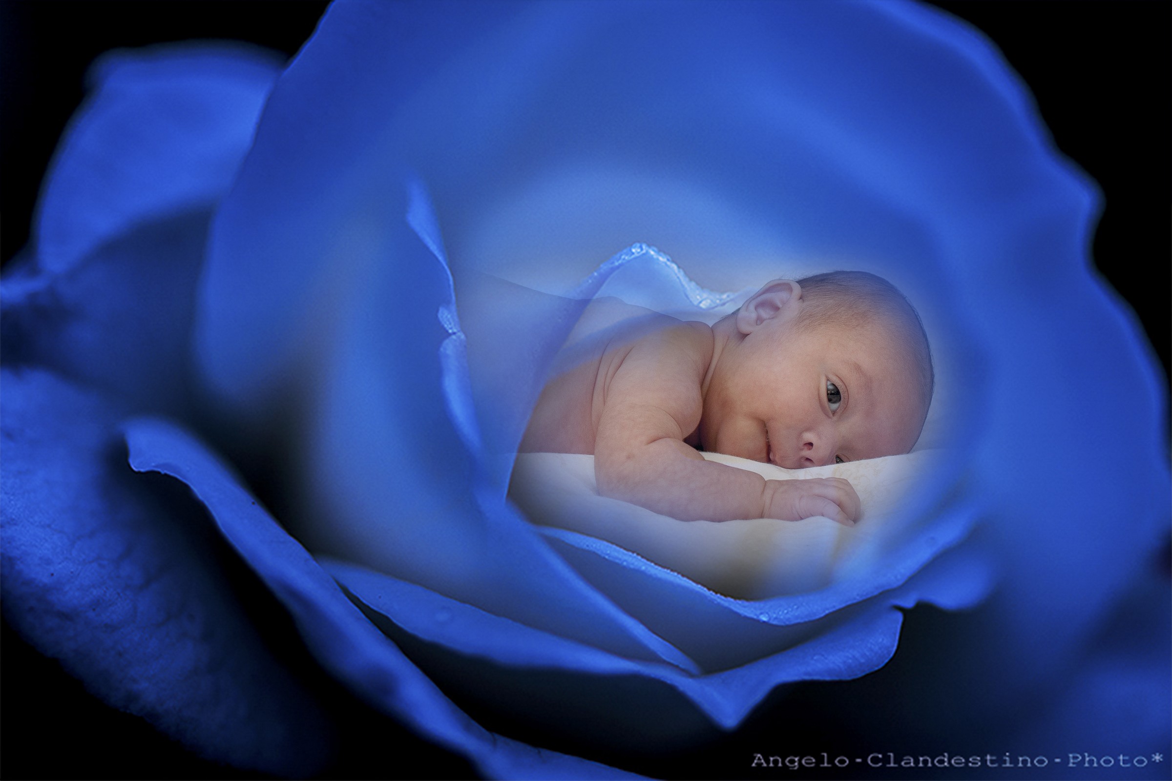 ...la rosa della vita!!!