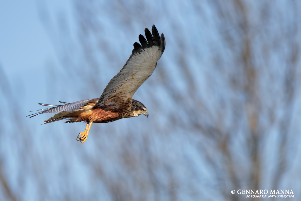 Marsh Harrier (Circus aeruginosus)