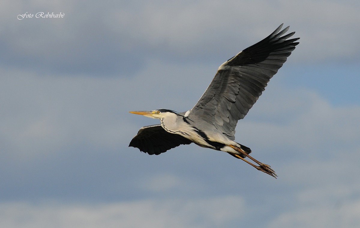 Airone cenerino.....