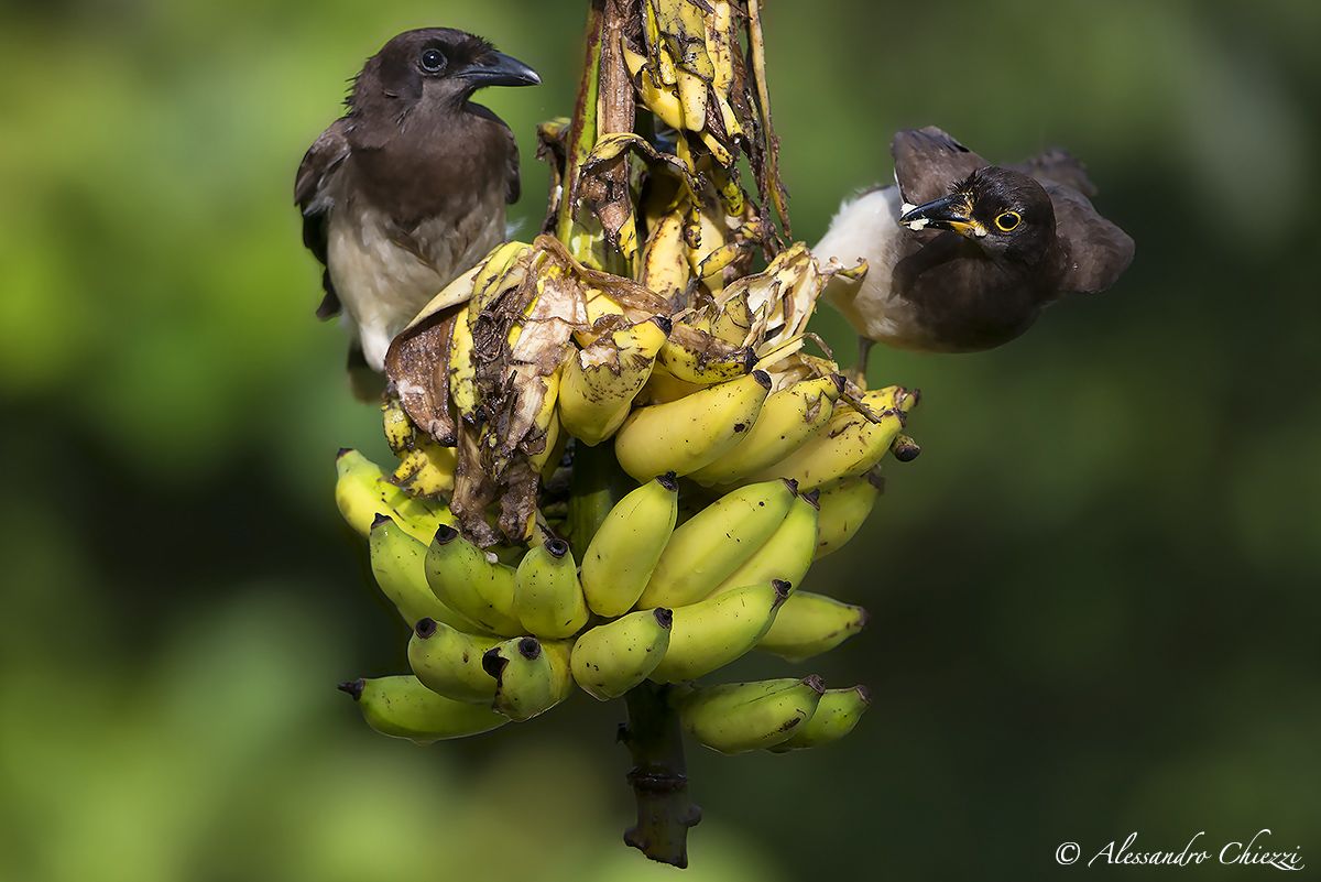A helmet, two jays