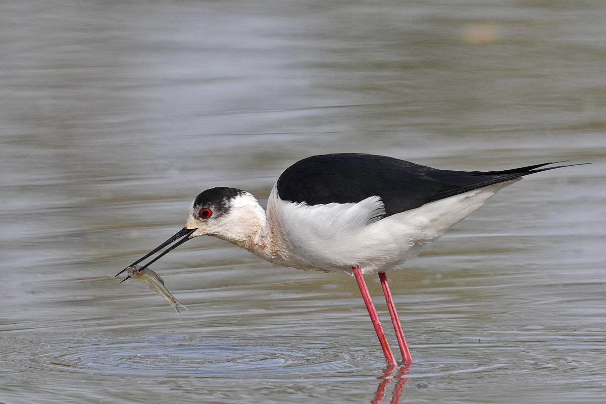 Knight of Italian fisherman