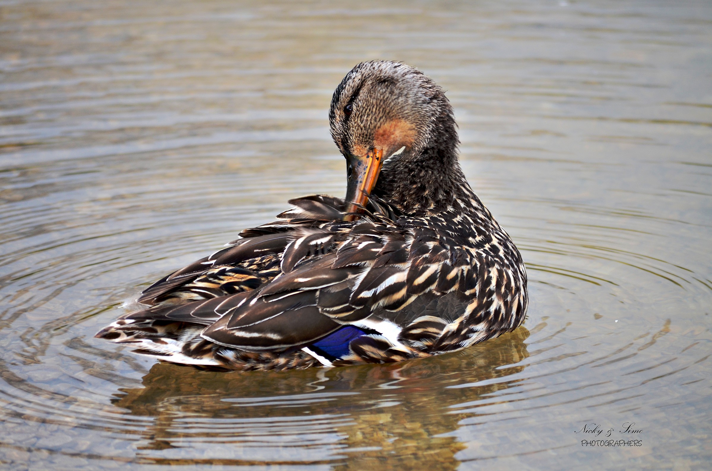 Pulizie di primavera