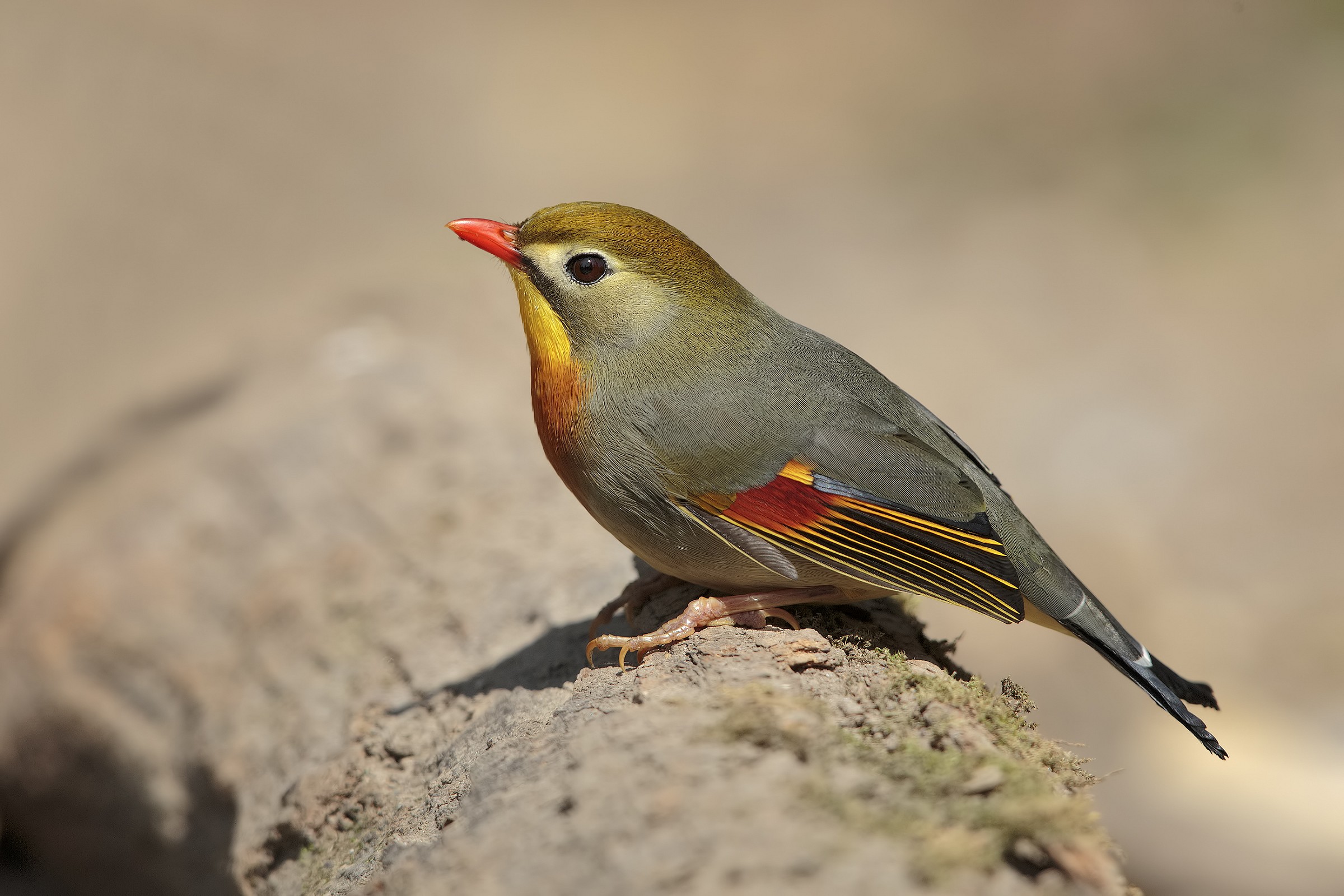 Nightingale of Japan