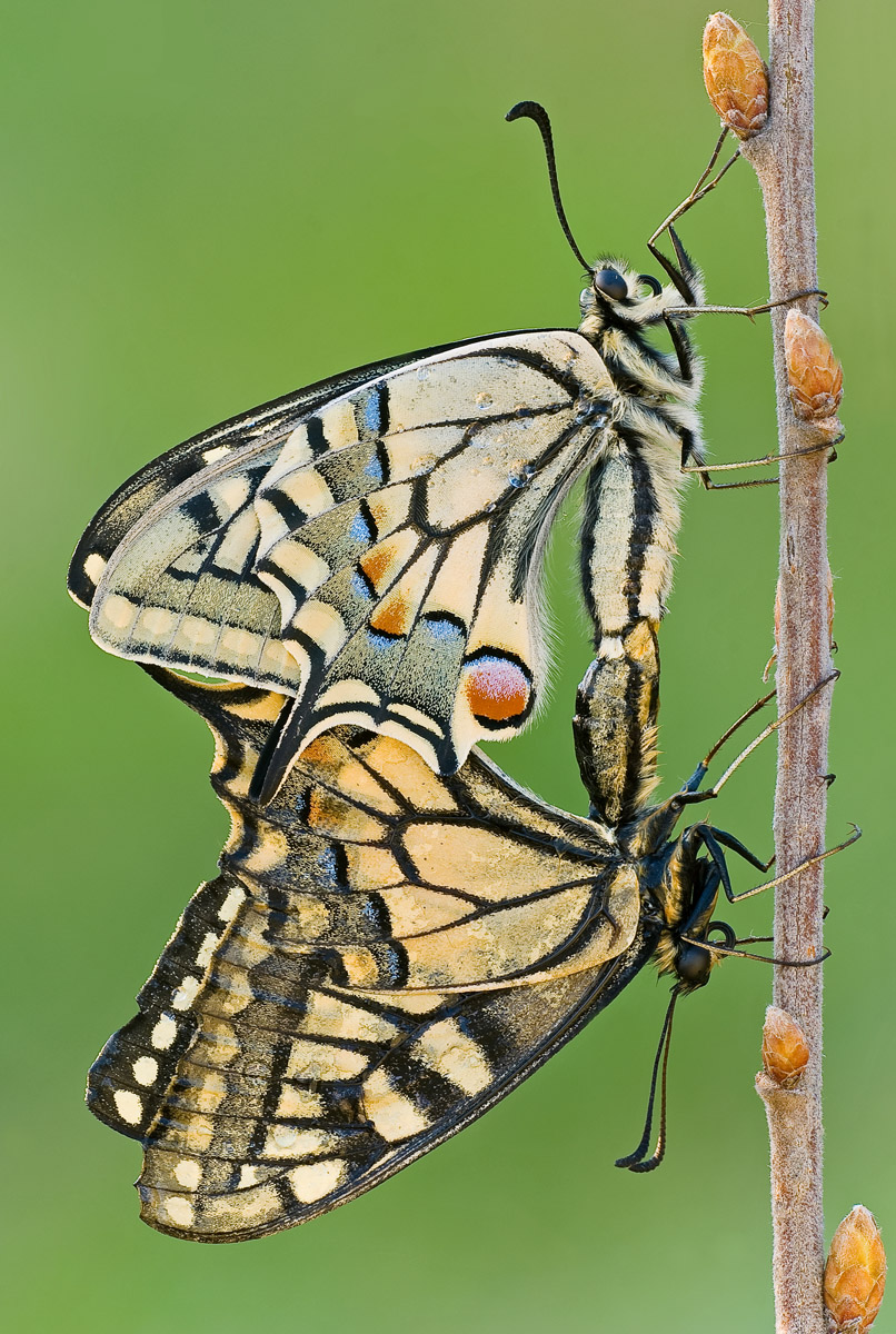 Coupling between swallowtail