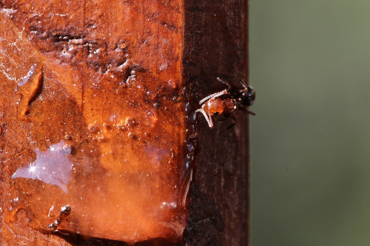 il salvataggio (formiche con resina).