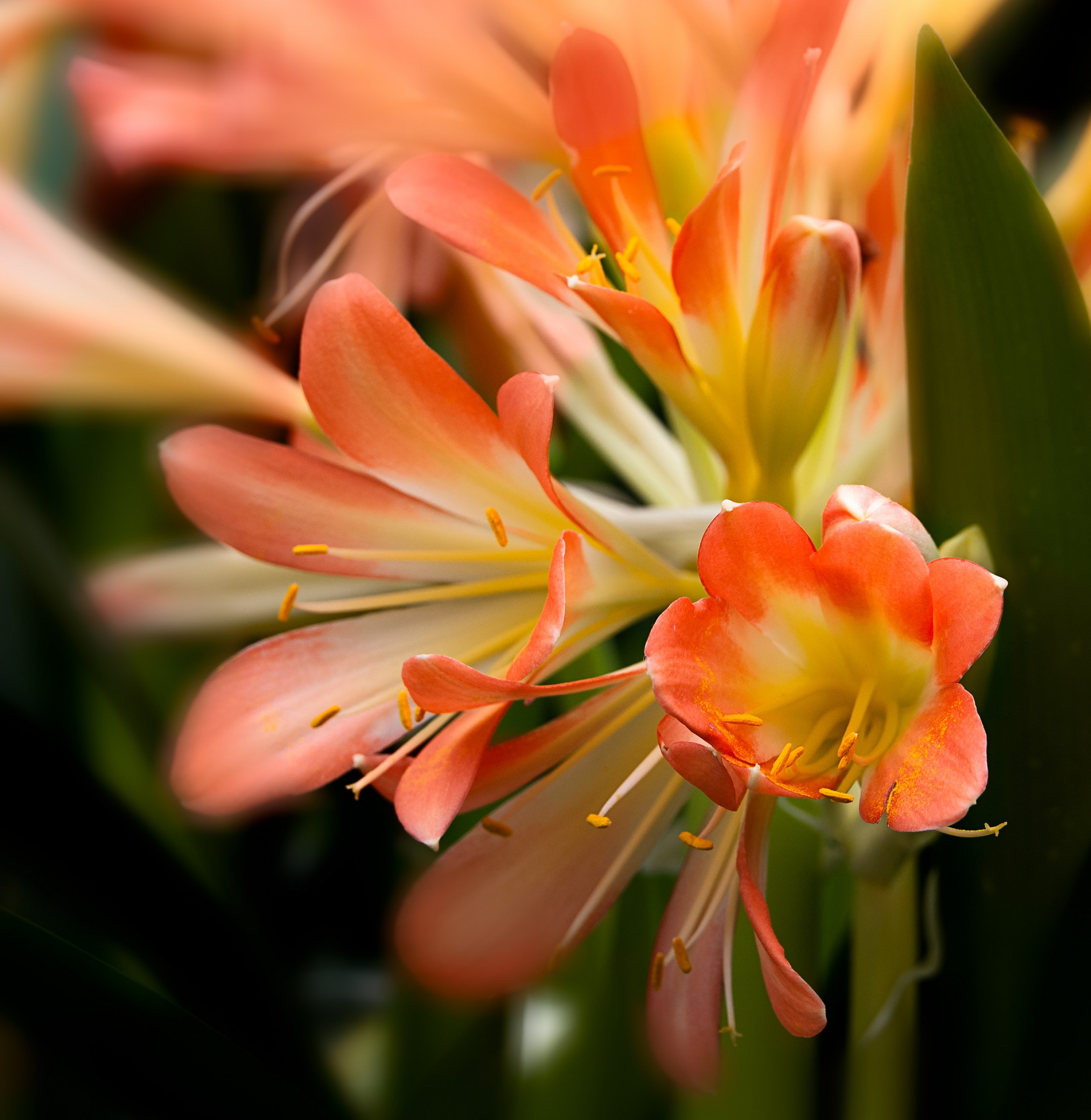 Flowers and fruits ...