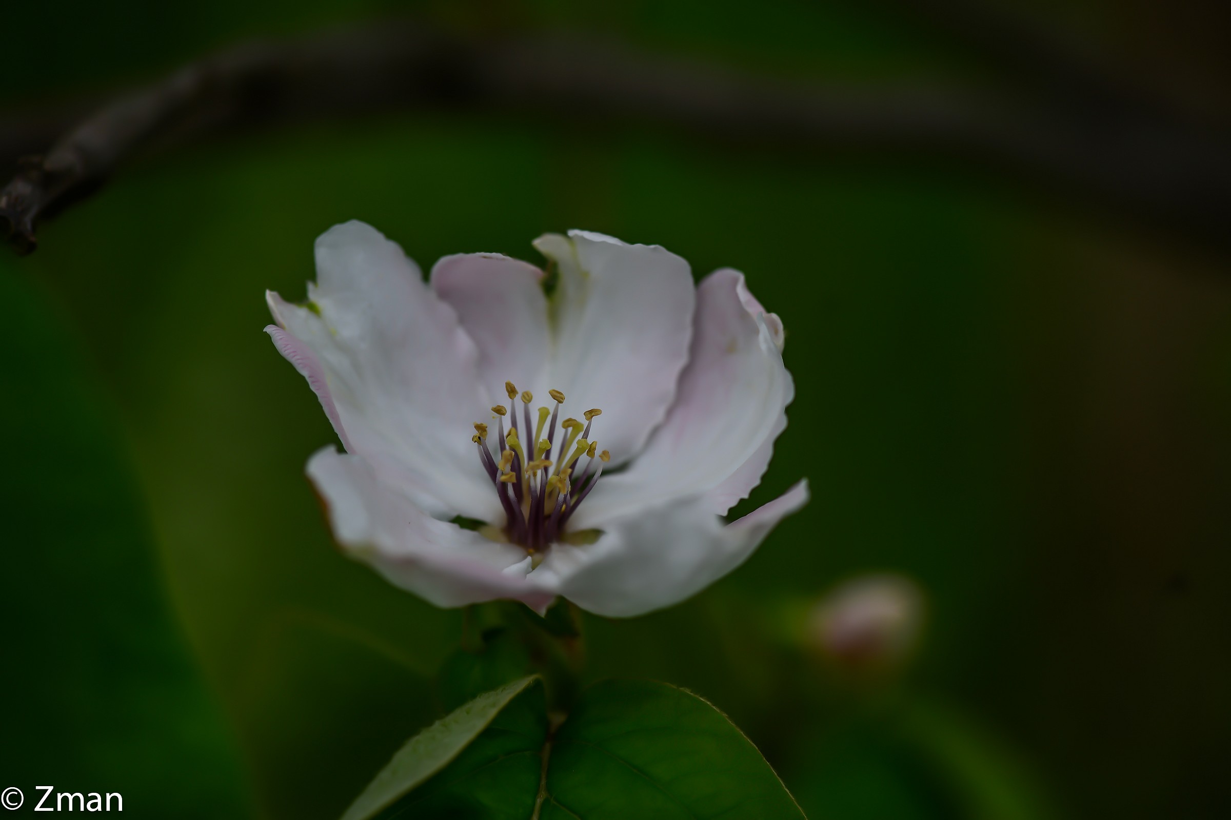 Quince Flower
